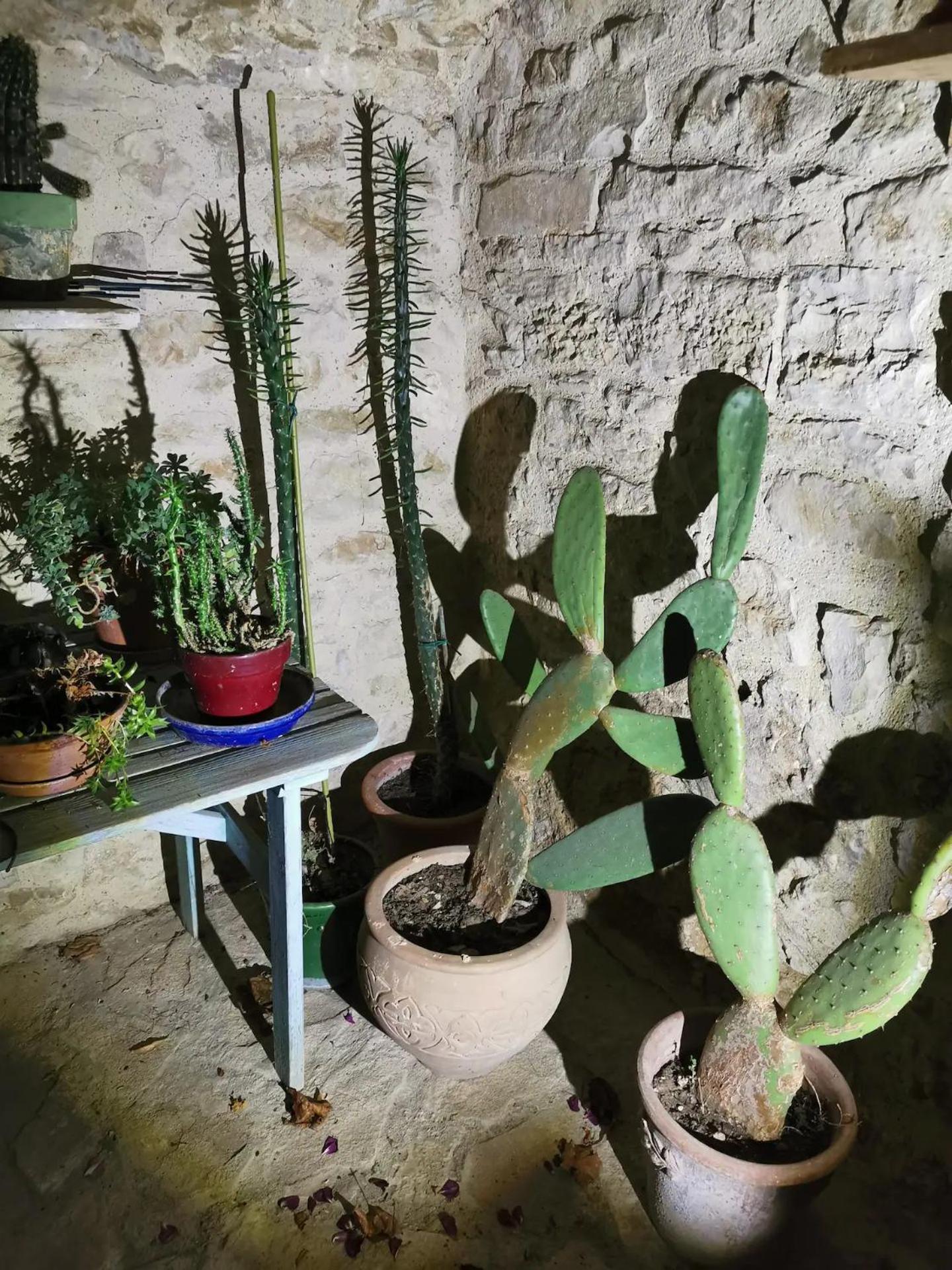 Apartment Les Citronniers *